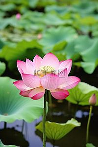 池塘花背景图片_粉红色的莲花，池塘底部周围有荷叶