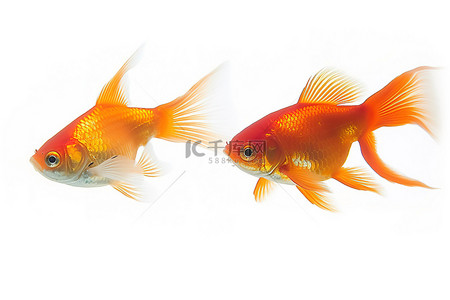 贝类背景图片_2条橙色金鱼在一边游动