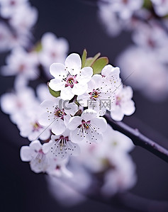 春雨花开背景图片_白色的花开在白色的树枝上