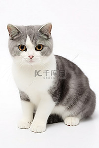 斑点猫背景图片_白色背景中的灰色和白色苏格兰猫和斑点猫