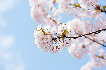 有些人走在浅蓝天空下的樱花树上