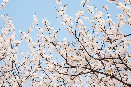 桃树开花背景图片_蓝天上有几棵开花的白树