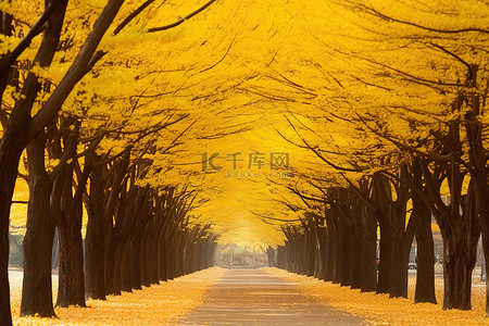 黄人怪物背景图片_韩国秋天的黄树路