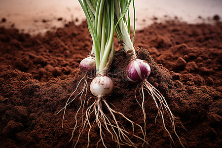 蔬菜土壤背景图片_根扎在泥土里的红洋葱