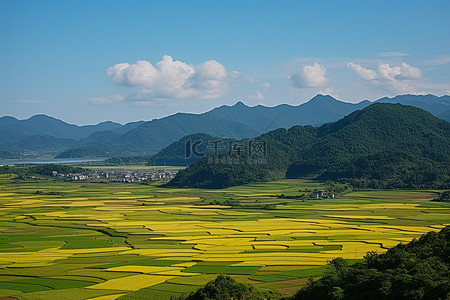 从山顶看稻田