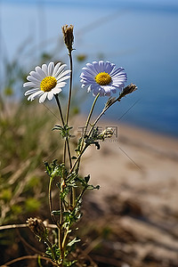 海边的背景图片_海边的两朵花