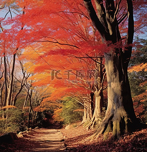 枫叶小背景图片_林间小路上的一片秋色森林