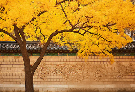 福背景图片_韩国墙上亮黄色的秋树