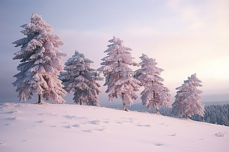 云松树背景图片_雪地上的一群松树
