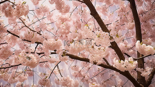 野餐特写背景图片_樱花b ki yongku