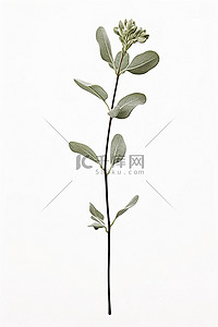 白色背景中桉树开花植物的小茎
