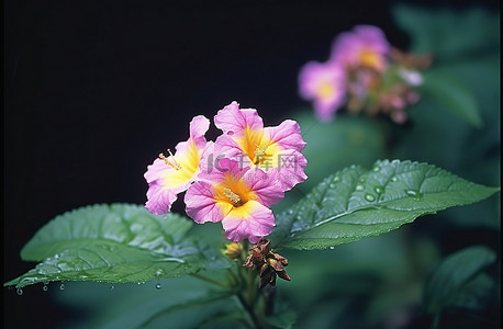 金色芙蓉花背景图片_绿色芙蓉花与紫色粉红色的花朵