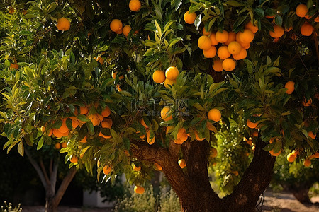 水果橙背景图片_橙树果实