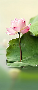 绿叶自然背景图片_粉红色的花漂浮在绿叶之间的水中