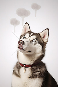 一只棕色和白色的哈士奇狗，头上有一个思想泡泡