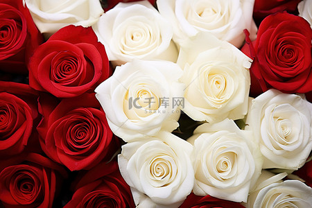 白色花背景图片_红玫瑰包围