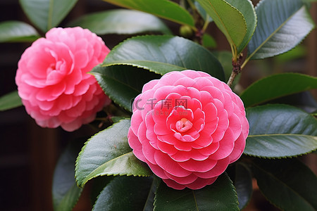 开着的背景图片_山茶花，花是粉红色的，开着绿色的叶子
