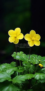 绿色黄色的花背景图片_两朵黄色的花坐在绿色的灌木丛中