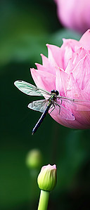 一只粉红色的蜻蜓坐在粉红色的花上