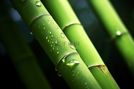 绿色竹茎的特写