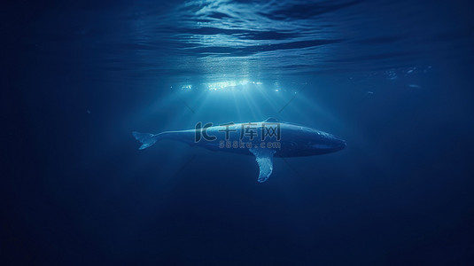 北极蓝鲸在水下被手电筒照亮并在冰板下游泳