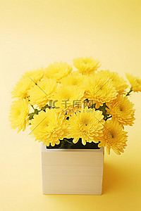 黄色背景上白色盒子里的黄色菊花