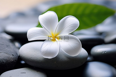 坐在石头背景图片_一朵白花坐在石头上