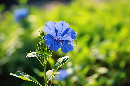 夏天绿叶植物背景图片_空旷的田野里有一朵蓝色的花，绿叶
