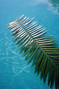 蓝色水面上棕榈叶的倒影