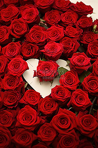 红玫瑰玫瑰图片背景图片_红玫瑰贺卡图片