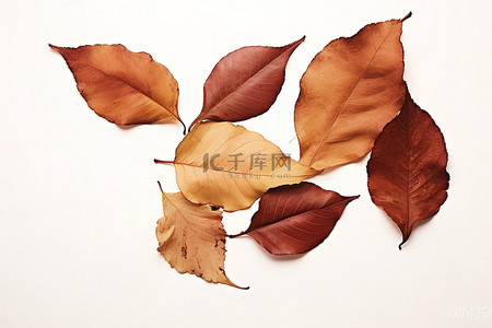几片树叶背景图片_白色背景，有几片棕色叶子