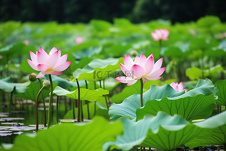 荷叶荷叶背景图片_一个小湖，里面长着粉红色的荷花蕾
