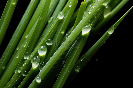 冰青柠檬红茶背景图片_柠檬草与水滴