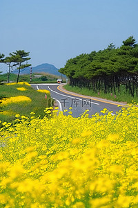 春天旅游背景背景图片_乡村道路周围的黄色花朵