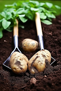 土里背景图片_土豆用铲子埋在土里