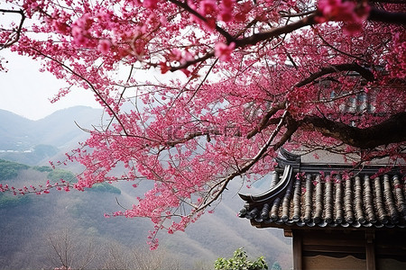 华严寺背景图片_红樱桃树和山坡