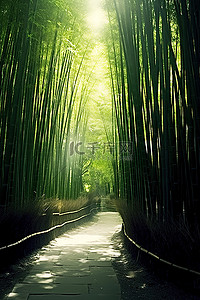 丛林竹林中的小路1