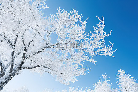 全蓝色背景图片_许多树木被雪覆盖，地平线蓝色的其中一棵