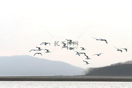 白色的丹顶鹤背景图片_白色的鸟儿飞过水面