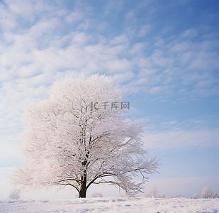 开阔的田野上一棵冬天被雪覆盖的树