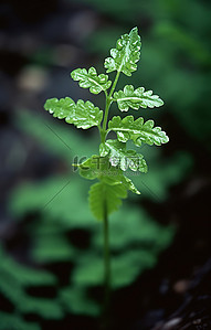 绿叶水滴背景图片_长着叶子和绿叶的小植物