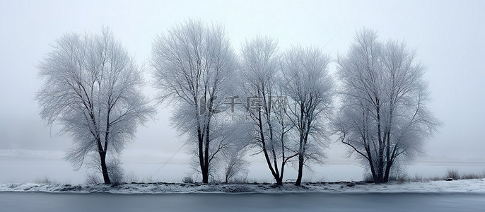雪雾早晨的三棵树