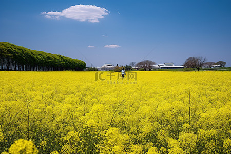 田野是白色的，有黄色的花朵和绿色的树木