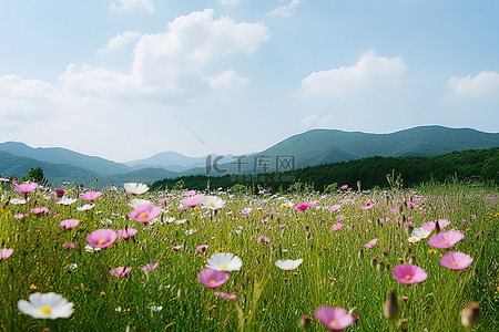 日本花背景图片_日本附近山脉旁边的一片野花田