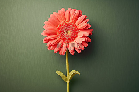 菊花花瓣一朵背景图片_一朵爱形状的粉红色花朵