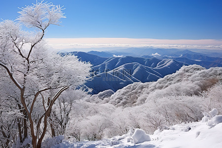 山脉被雪覆盖，地平线上有树叶和树木