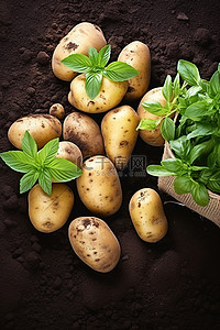 土豆放烧杯里背景图片_土豆和植物