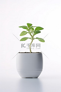 盆栽发芽背景图片_一个白色的花盆，里面有一棵小植物