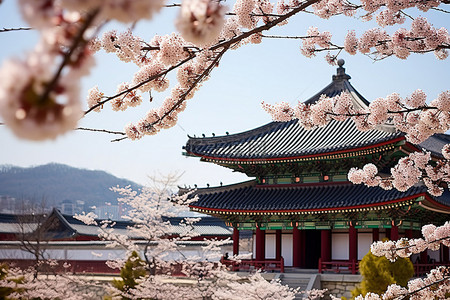 杏花建筑背景图片_春天开白花的韩国宝塔
