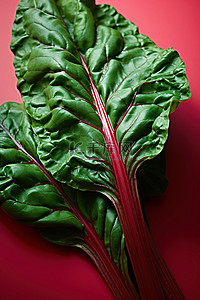 高铁元素片头背景图片_亮绿色表面上的两片甜菜绿叶子